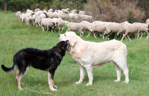 Hasta el 3 de marzo se puede solicitar la ayuda al ganadero para los gastos de mastines con el fin de prevenir el ataque de animales salvajes