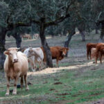 Enfado del sector: exigen a la Junta de Extremadura el pago inmediato de los 76 millones de las ayudas asociadas ganaderas de la PAC 2025