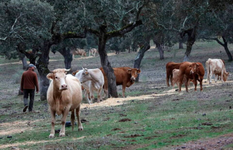 Enfado del sector: exigen a la Junta de Extremadura el pago inmediato de los 76 millones de las ayudas asociadas ganaderas de la PAC 2025