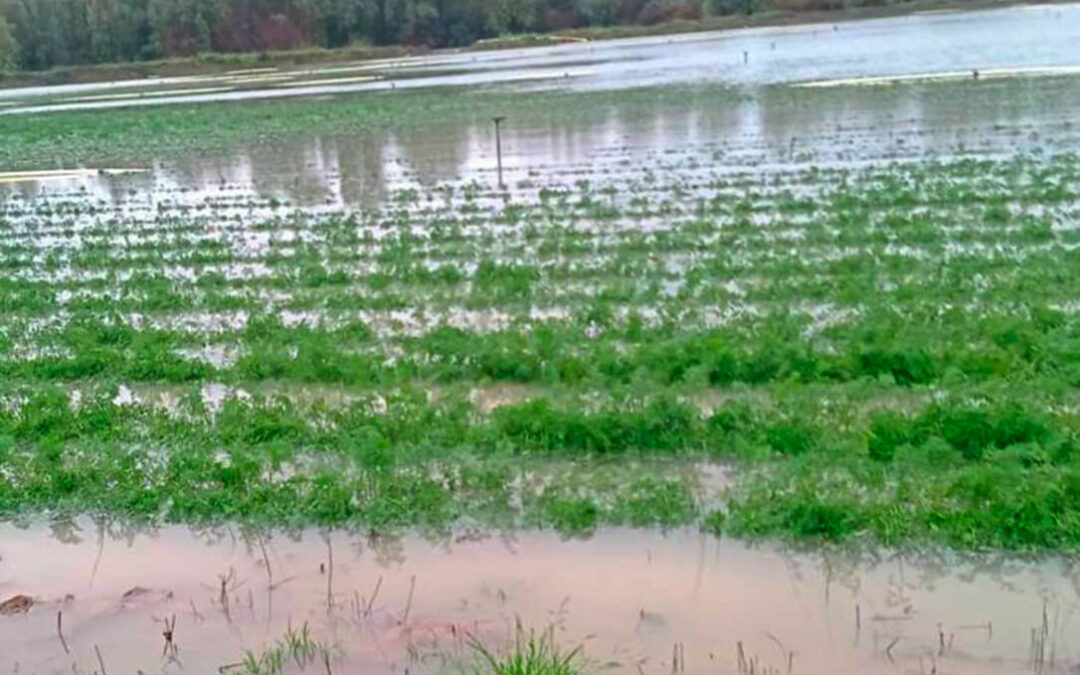 Los jóvenes reclaman un reparto prioritario y proporcional a los daños reales de los fondos de recuperación del campo tras las borrascas