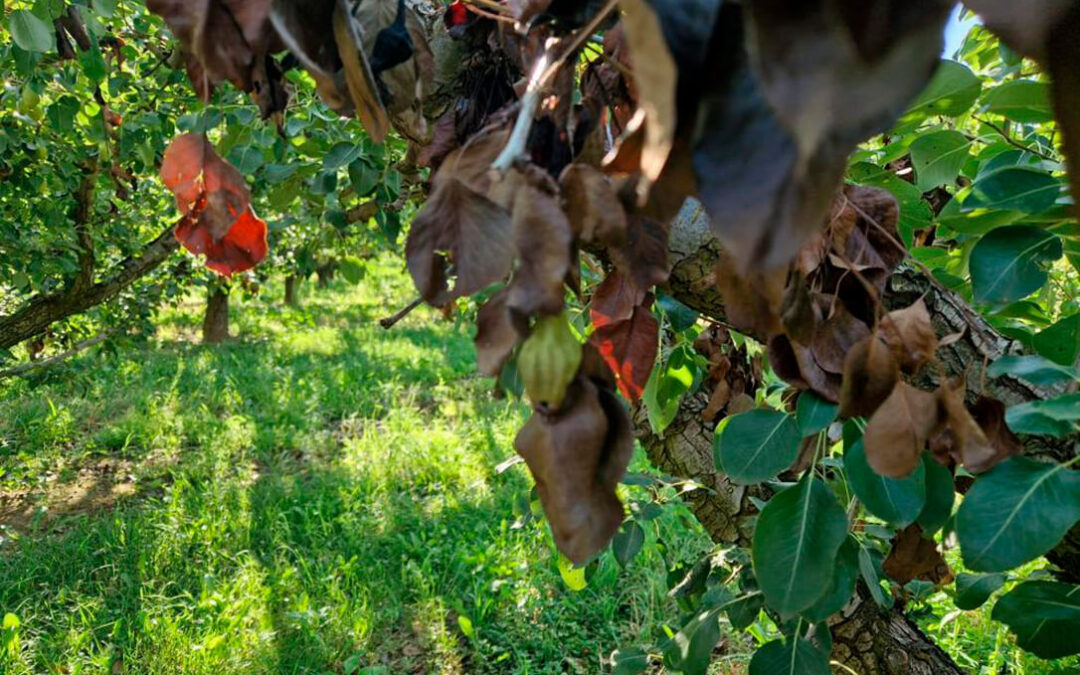 El Ministerio de Agricultura autoriza a Aragón el uso de fitosanitarios de bacteriófagos contra el fuego bacteriano de los frutales