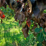 El Ministerio de Agricultura autoriza a Aragón el uso de fitosanitarios de bacteriófagos contra el fuego bacteriano de los frutales