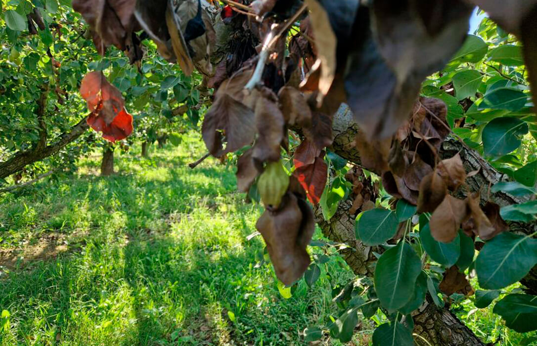 El Ministerio de Agricultura autoriza a Aragón el uso de fitosanitarios de bacteriófagos contra el fuego bacteriano de los frutales