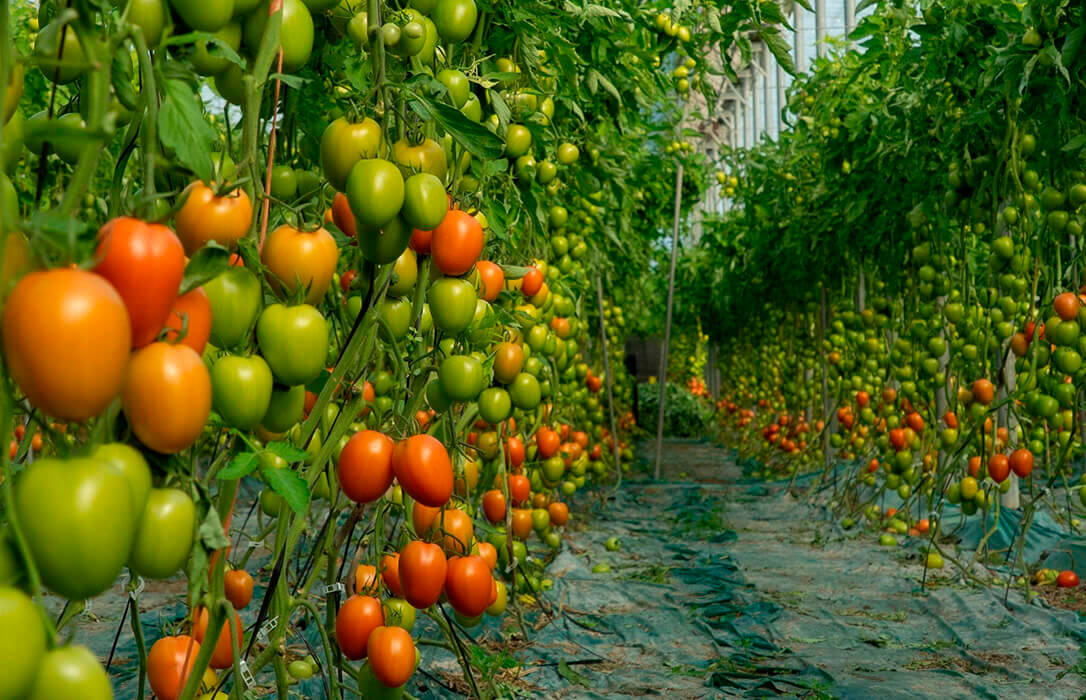 Barricada F1, el tomate pera con más calibre y consistencia del mercado con resistencia intermedia al virus de rugoso
