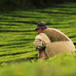 El campo envejece y se acerca a la ‘tormenta perfecta’: el 37,6% del empleo agroalimentario en España ya supera los 50 años