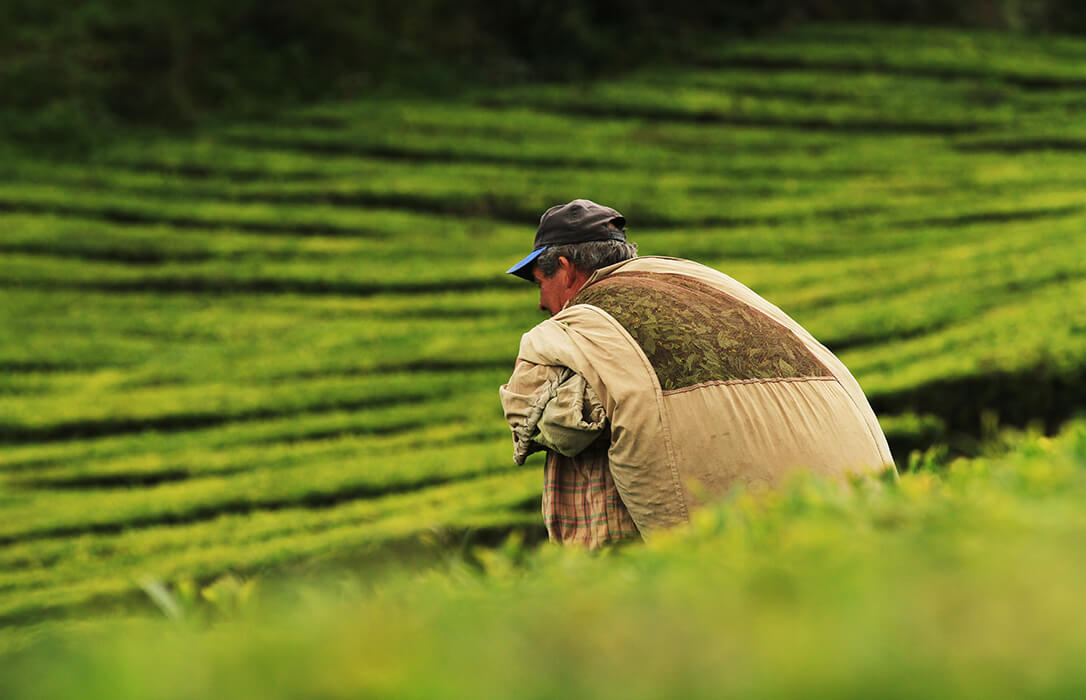 El campo envejece y se acerca a la ‘tormenta perfecta’: el 37,6% del empleo agroalimentario en España ya supera los 50 años