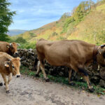 Cantabria acuerda con los ganaderos ampliar al 30 de abril las medidas impuestas para frenar la llegada de la dermatosis nodular