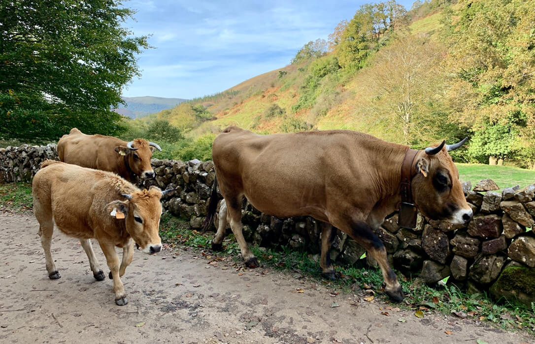 Cantabria acuerda con los ganaderos ampliar al 30 de abril las medidas impuestas para frenar la llegada de la dermatosis nodular