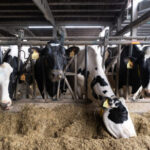 Nuevo pulso por los bajos precios: UU.AA llama a los ganaderos a sumarse a la demanda millonaria contra el cártel de las industrias lácteas