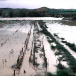 Andalucía solicitará la declaración de catástrofe natural, activar la reserva de crisis de la PAC y el Fondo de Compensación para las ayudas