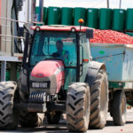 Sigue el enfado por el precio de un tomate de industria que no cubre los costes y que se agrava con cláusulas abusivas de las empresas