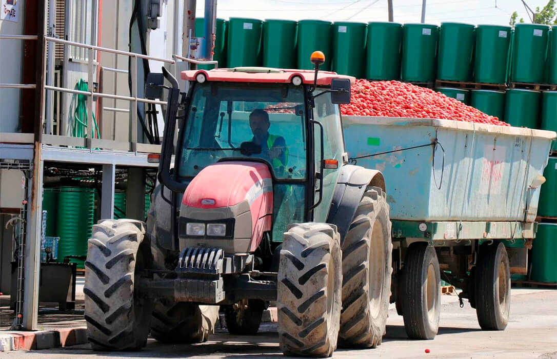 Sigue el enfado por el precio de un tomate de industria que no cubre los costes y que se agrava con cláusulas abusivas de las empresas