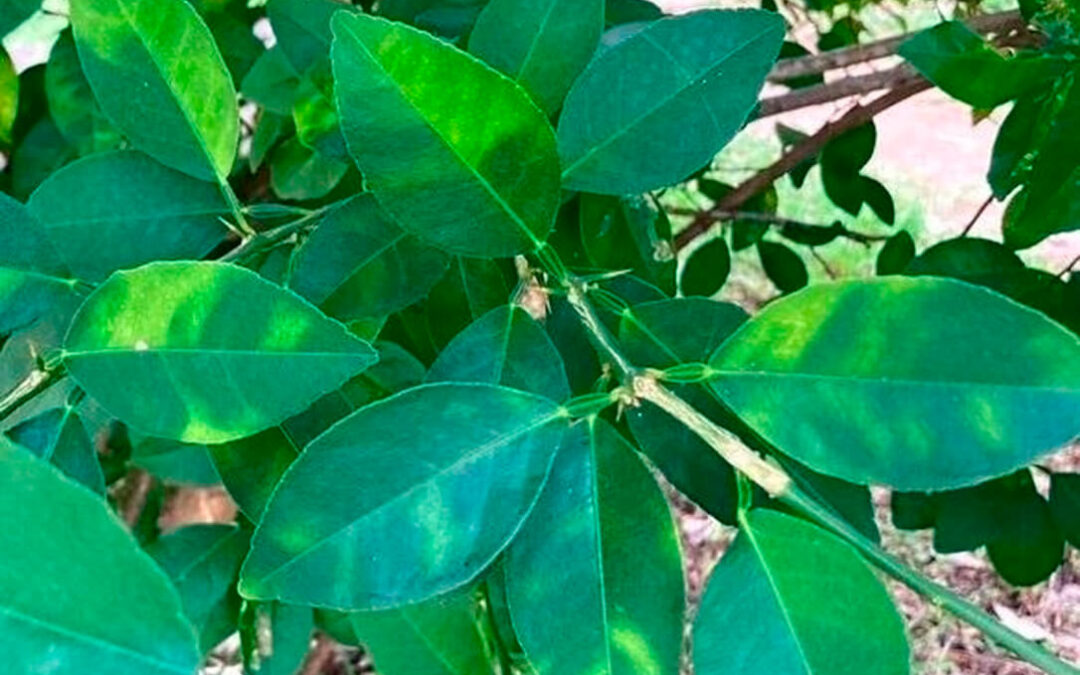 La Conselleria certifica la presencia del virus de la clorosis amarilla en cítricos de la C. Valenciana: piden ayudas a los afectados y viveros