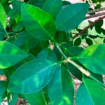 La Conselleria certifica la presencia del virus de la clorosis amarilla en cítricos de la C. Valenciana: piden ayudas a los afectados y viveros