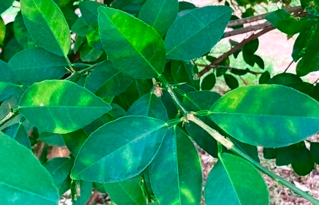 La Conselleria certifica la presencia del virus de la clorosis amarilla en cítricos de la C. Valenciana: piden ayudas a los afectados y viveros