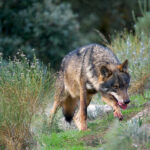 Piden a la comisaria europea de Medio Ambiente que exija a España el envío del censo actualizado del lobo que impide evaluar su realidad