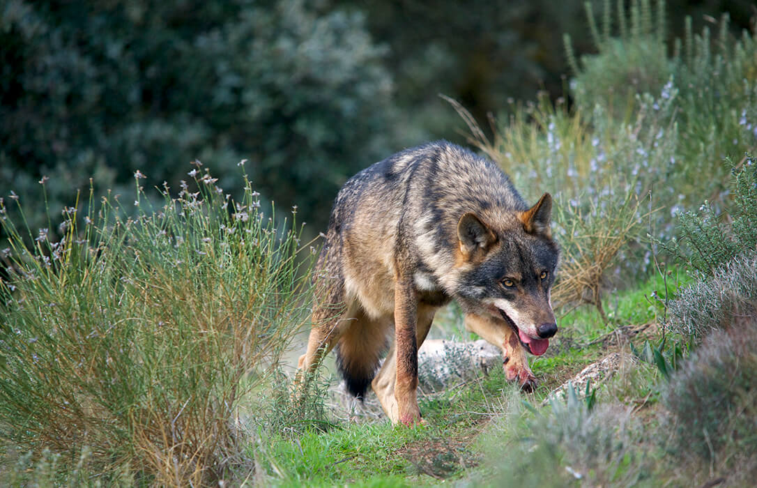 Piden a la comisaria europea de Medio Ambiente que exija a España el envío del censo actualizado del lobo que impide evaluar su realidad