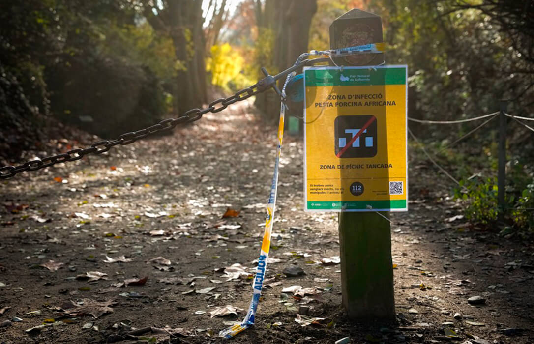 El Comité de científicos ve prematuro determinar el origen de la peste porcina en Cataluña pero apunta a 4 escenarios que no aclaran ninguna duda