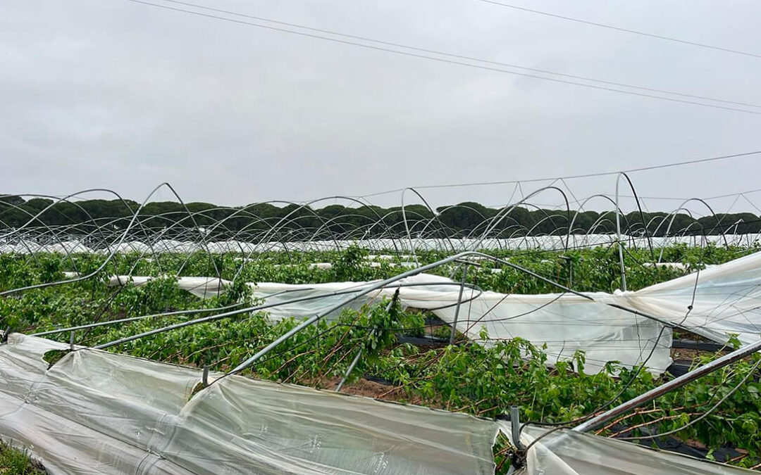 Freshuelva evalúa los daños causados por el carrusel de borrascas y solicita ayudas urgentes para el sector de los frutos rojos
