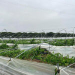 Freshuelva evalúa los daños causados por el carrusel de borrascas y solicita ayudas urgentes para el sector de los frutos rojos