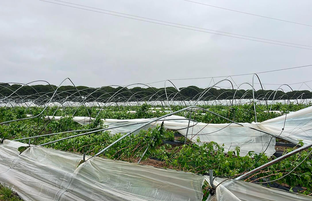 Freshuelva evalúa los daños causados por el carrusel de borrascas y solicita ayudas urgentes para el sector de los frutos rojos
