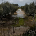 Declaración de desastre natural en Andalucía: las ayudas a cultivos, ganadería, regadío o invernaderos se podrán pedir a primeros de abril y cobrar en junio