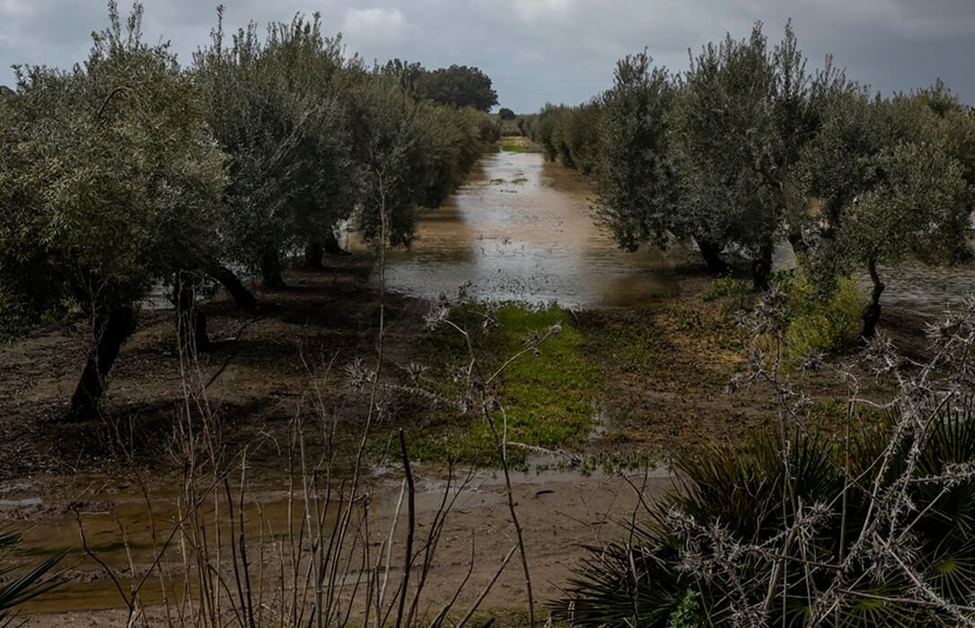 Declaración de desastre natural en Andalucía: las ayudas a cultivos, ganadería, regadío o invernaderos se podrán pedir a primeros de abril y cobrar en junio