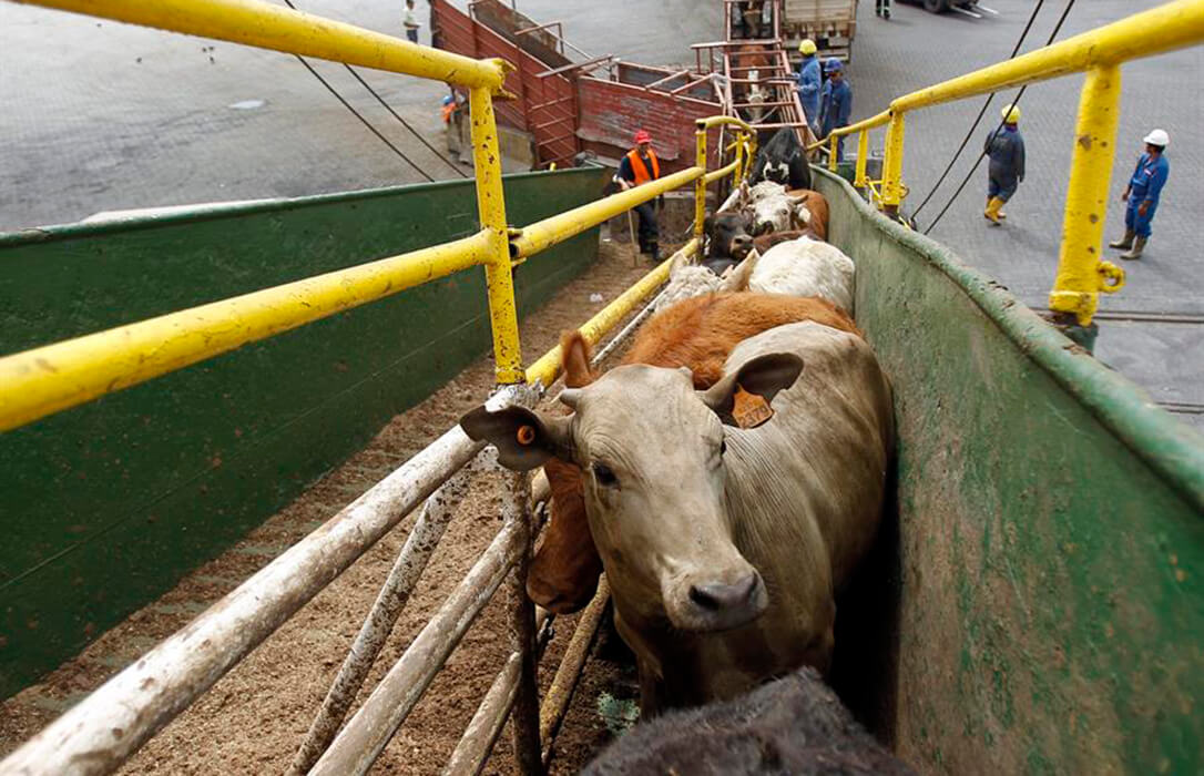 El último impacto de la lengua azul: el encarecimiento de la ternera y en especial del cordero reduce un 80% los envíos para el Ramadán