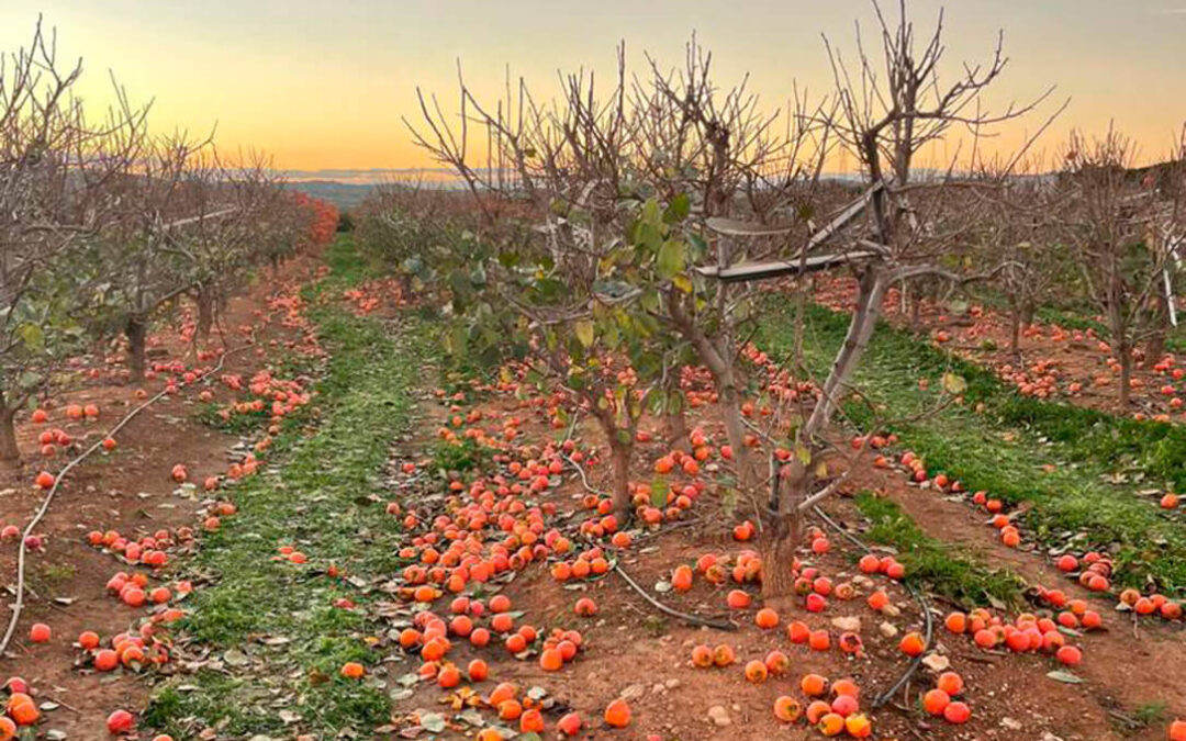 Reclaman una interprofesional y normas de comercialización específicas del caqui para reducir el desperdicio alimentario