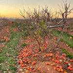 Reclaman una interprofesional y normas de comercialización específicas del caqui para reducir el desperdicio alimentario