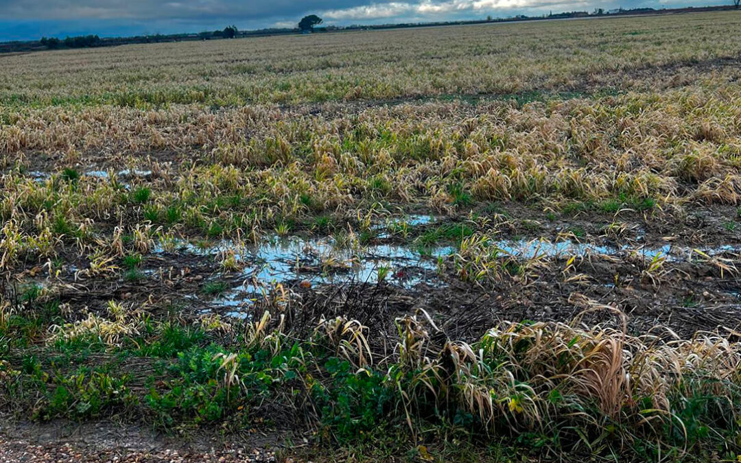 Distancia entre oferta y demanda en un mercado cerealista con amplia disponibilidad global pero incertidumbre por los temporales