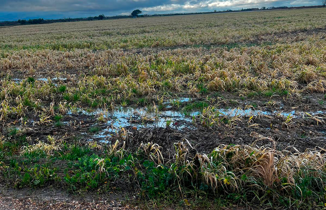 Distancia entre oferta y demanda en un mercado cerealista con amplia disponibilidad global pero incertidumbre por los temporales