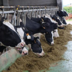 La industria láctea defiende que afronta un 2026 marcado por la pérdida de poder adquisitivo ante las críticas por rebajar el precio de la leche en origen