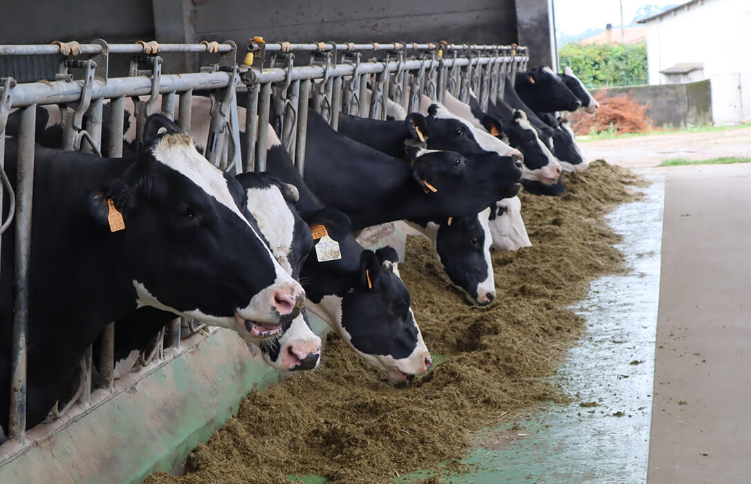 La industria láctea defiende que afronta un 2026 marcado por la pérdida de poder adquisitivo ante las críticas por rebajar el precio de la leche en origen