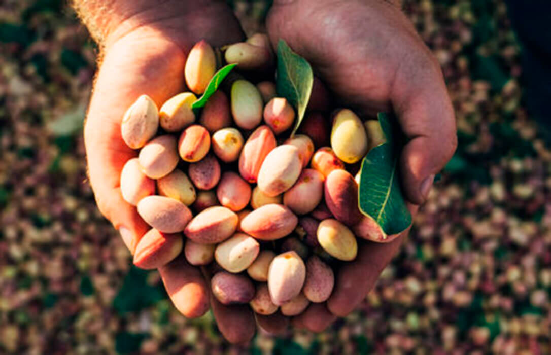 Nace el World Pistachio Congress, el gran foro internacional del sector del pistacho que se celebrará en Toledo los días 17 y 18 de febrero