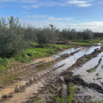 Desde Extremadura también se reclamará a la Junta una flexibilización de la condicionalidad de la PAC por las fuertes lluvias