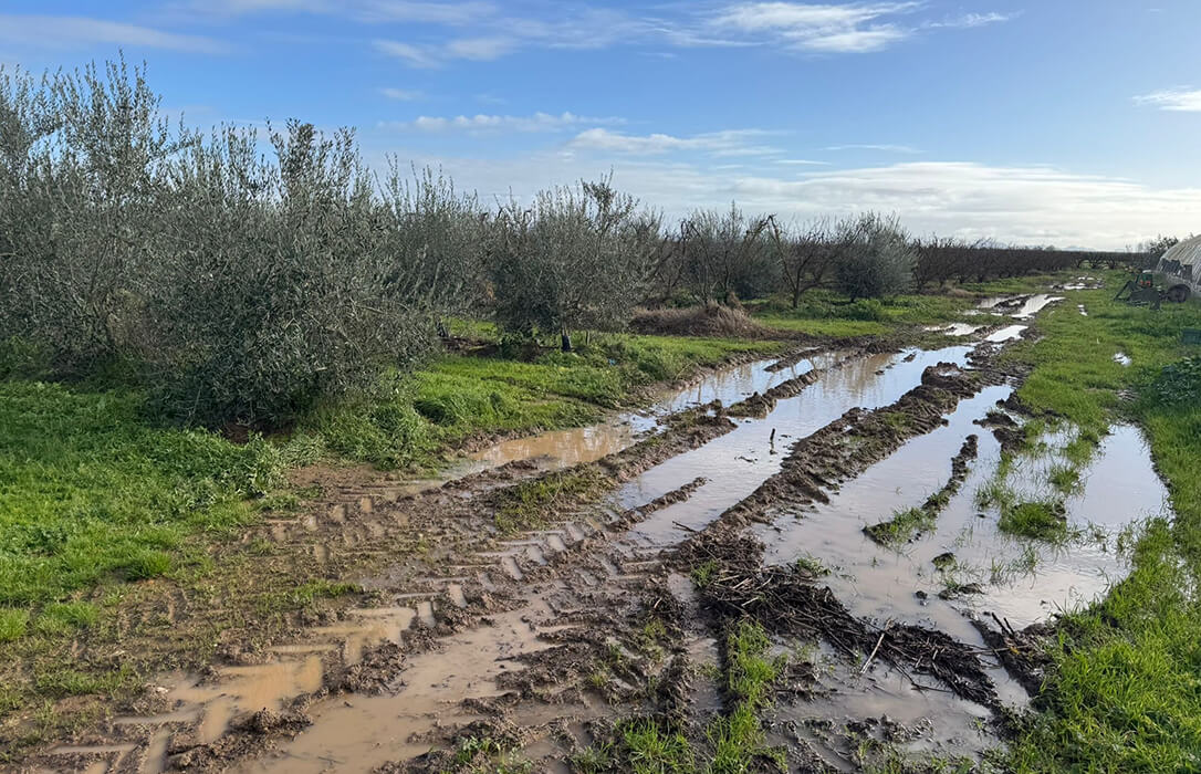 Desde Extremadura también se reclamará a la Junta una flexibilización de la condicionalidad de la PAC por las fuertes lluvias