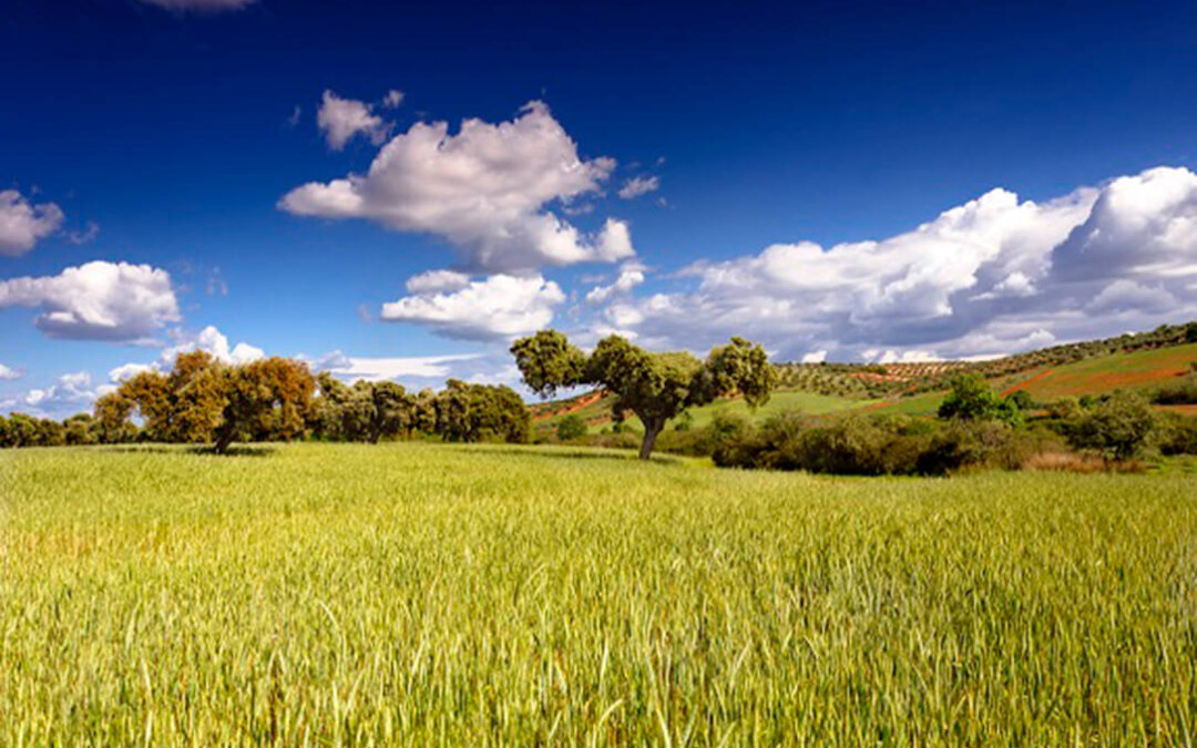 Extremadura también acuerda flexibilizar los requisitos de las ayudas del Plan Estratégico de la PAC y dar seguridad a los agricultores