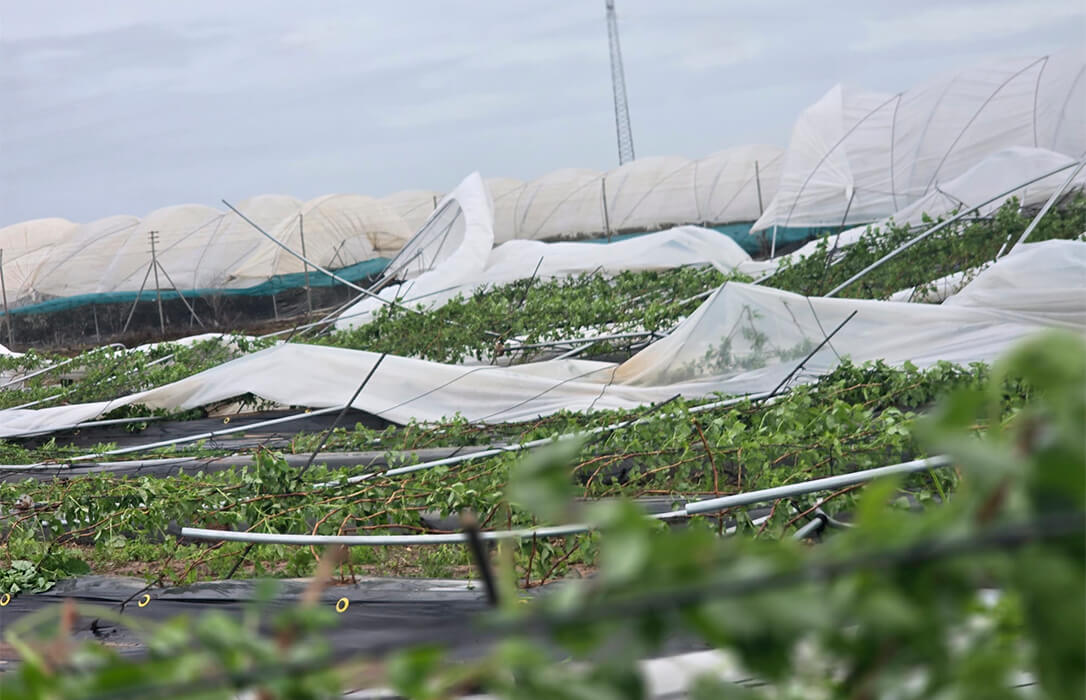 Pérdidas del 50%, retrasos de Agroseguro en el peritaje de daños, pero el sector onubense se esfuerza para garantizar una fresa de máxima calidad