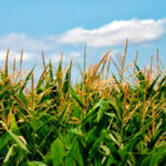 Subidas leves de trigo, cebada y centeno en la lonja de León mientras preocupa todo el maíz sin recoger por las fuertes lluvias y desembalses