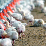 Piden compromiso, proactividad y agilidad en la gestión de la influenza aviar tras unas actuaciones poco adecuadas tras el sacrificio de 450 .000 aves