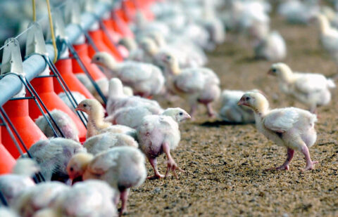 Piden compromiso, proactividad y agilidad en la gestión de la influenza aviar tras unas actuaciones poco adecuadas tras el sacrificio de 450 .000 aves