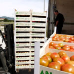 El sector del tomate, en pie de guerra contra la Comisión Europea ante la desaparición de los datos de las importaciones marroquíes