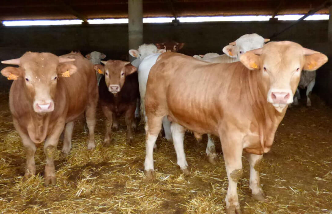 Publicados los importes unitarios provisionales de las ayudas asociadas para explotaciones de vacuno de cebo 2025