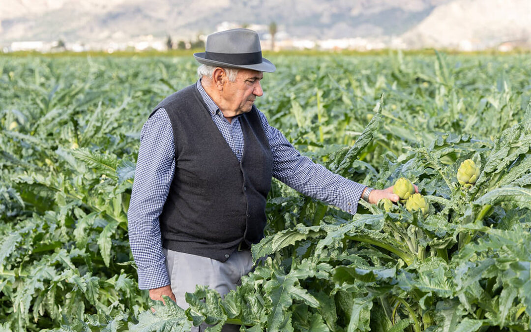 La Inteligencia Agraria vence a la Inteligencia Artificial: la alcachofa de la Vega Baja reivindica la «inteligencia que se saborea»