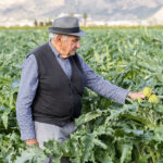 La Inteligencia Agraria vence a la Inteligencia Artificial: la alcachofa de la Vega Baja reivindica la «inteligencia que se saborea»