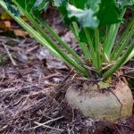 Exigen cambios en la ayuda agroambiental de la remolacha para adaptarse a situaciones sobrevenidas con la caída de precios y cierre de fábricas