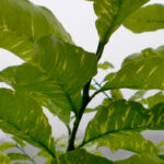 Una plaga que se expande: alertan de la detección del virus de la clorosis amarilla en cítricos de la C. Valenciana tras confirmarse en Cataluña