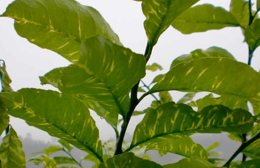 Una plaga que se expande: alertan de la detección del virus de la clorosis amarilla en cítricos de la C. Valenciana tras confirmarse en Cataluña