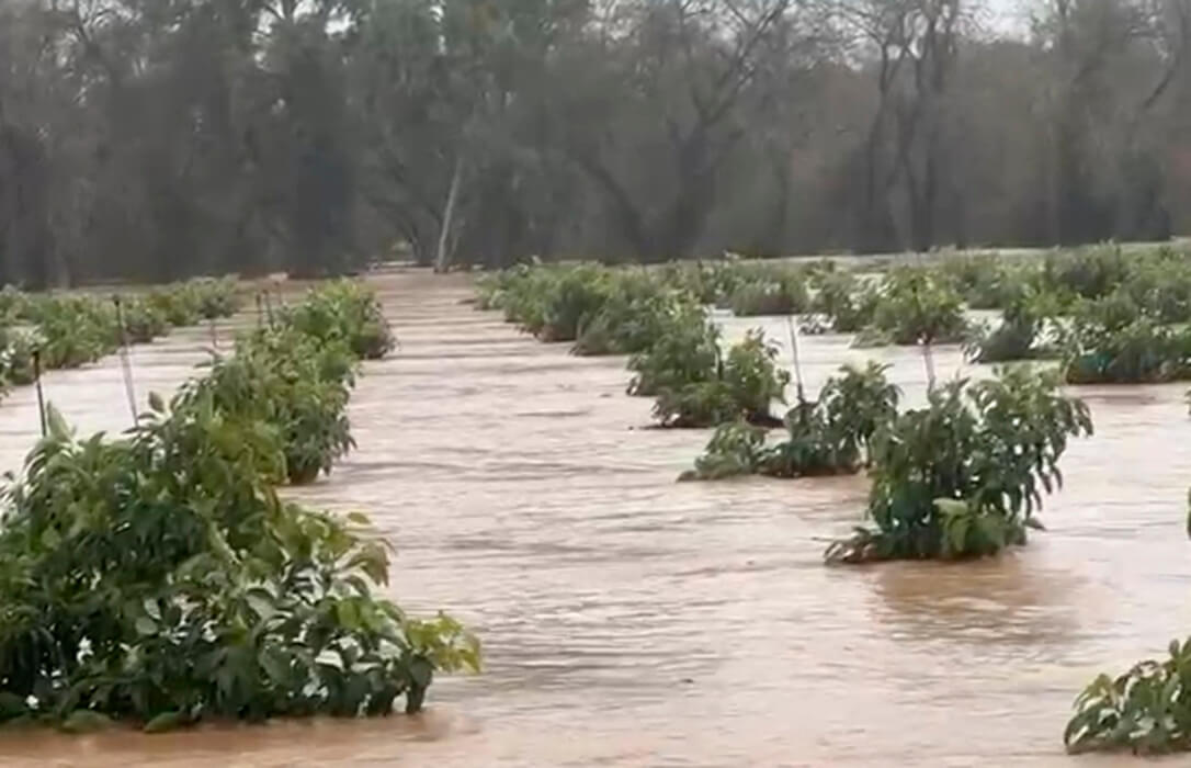 El temporal lo arrasa todo, pero advierten de que la provincia de Cádiz es la «zona cero» de la catástrofe en el campo andaluz